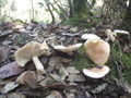 Hygrophorus leporinus